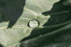 laten vallen van water Aan een groen kool blad, detailopname. milieu concept foto