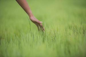 vrouwenhand die het groene gras aanraakt