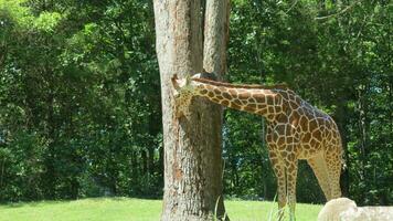 dieren in het wild dierentuin safari wild dieren foto