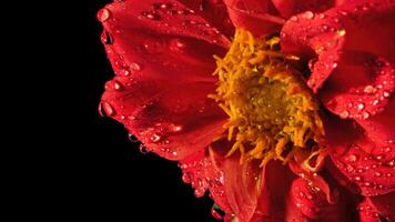 rood dahlia bloem Aan geïsoleerd achtergrond foto