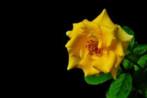 geel roos Aan zwart achtergrond foto