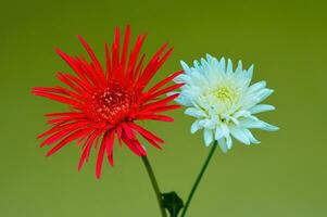 gerbera kruid bloem met rood en wit bloemblaadjes foto