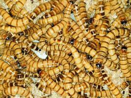 zophobas morio superwormen reptiel voeden foto