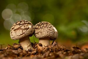 amanita champignons in de Woud bokeh achtergrond foto