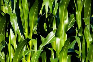 achtergrond van groen maïs bladeren foto