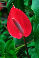 anthurium andraeanum bloem met rood bloemblaadjes foto