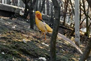 mooi geel gouden fazant foto