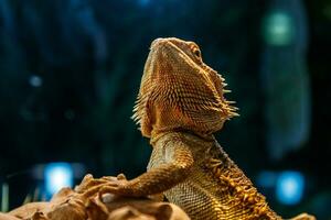 mooi hagedis gebaard agama, pogona vitticeps foto