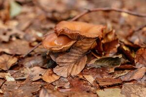 mooi champignons onder geel, oranje Woud bladeren foto