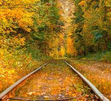 herfst Woud door welke een oud tram ritten Oekraïne foto