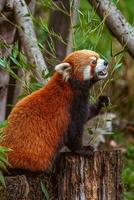 een rood panda is zittend Aan een boom stomp foto