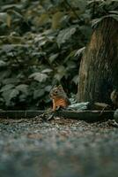 een eekhoorn zittend Aan een log in de bossen foto