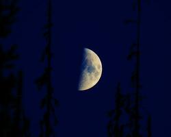 de maan is gezien door de bomen in de donker foto