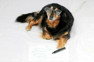 een hond vervelend bril en Holding een markeerstift foto