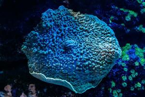 macro koraal sarcophyton foto