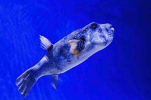 macro fotografie onderwater- kogelvis grijs foto