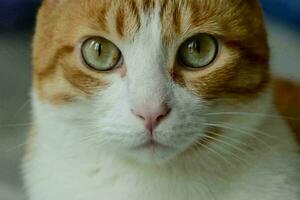 een dichtbij omhoog van een oranje en wit kat foto