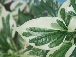 vrolijk caladium bicolor huis pot zoet en bonte planten foto
