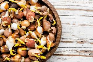 bloem bollen Aan de tafel foto