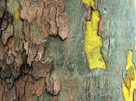 structuur van de schors van de oosters plataan boom of platanus orientalis in Latijns. natuurlijk leger achtergrond. foto