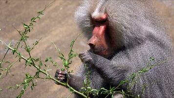 dier chimpansee aap Aan rotsen in dierentuin foto