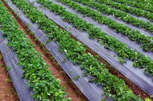 vers aardbei planten in de boerderij landschap, landelijk boerderij met aardbeien struik, aardbei fruit Aan de tak, landbouw boerderij van de aardbei veld- van biotechnologie. foto