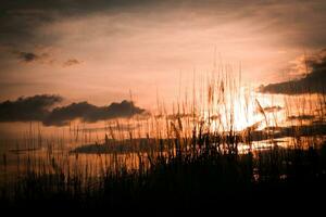 silhouet van gras Aan zonsondergang achtergrond. selectief focus. foto