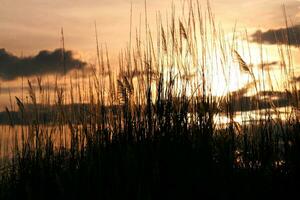 silhouet van gras bloem Aan zonsondergang achtergrond. wijnoogst toon. foto