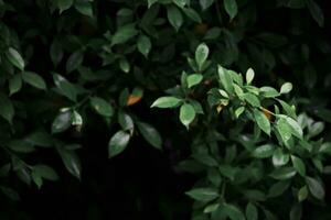 donker groen blad achtergrond, donker toon, klein bladeren, tropisch bladeren, donker groen blad behang. foto