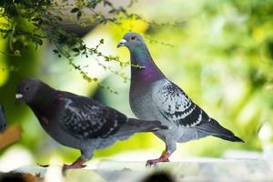 portret van homing duif vogel in groen park foto