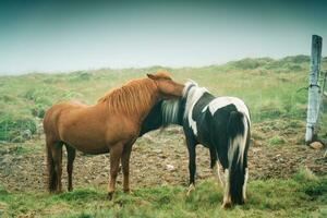 twee paarden leven en tonen genegenheid voor elk andere in mistig weiland foto