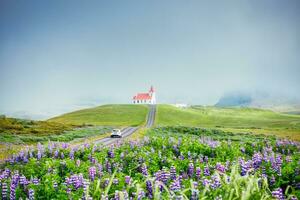 heilig ingjaldsholskirkja kerk Aan heuvel met lupine wilde bloemen in mistig Bij IJsland foto