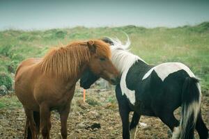 twee paarden leven en tonen genegenheid voor elk andere in mistig weiland foto