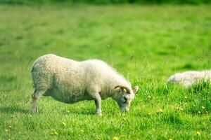 jong schapen met toeter begrazing gras Aan weide in landbouw veld- foto