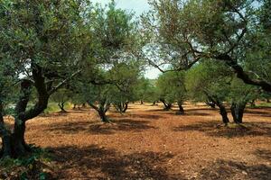 olijf- bomen olea europaea in Kreta, Griekenland voor olijf- olie productie foto