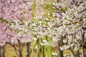 bloeiend sakura kers bloesem foto