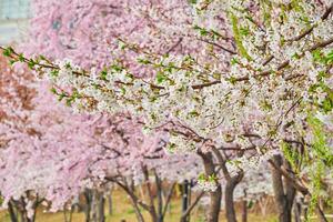 bloeiend sakura kers bloesem foto