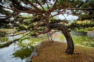 jeouido park in seoel, Korea foto