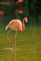 Amerikaans flamingo phoenicopterus ruber vogel foto