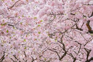 bloeiend sakura kers bloesem foto