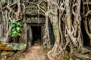 oude ruïnes van ta prohm tempel, angkor, kam foto