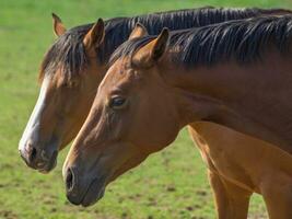 paarden Aan een veld- in Westfalen foto