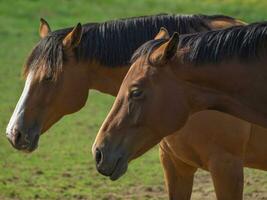 paarden Aan een veld- in Westfalen foto