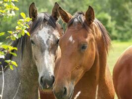 paarden in Westfalen foto