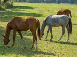 paarden Aan een veld- in Westfalen foto