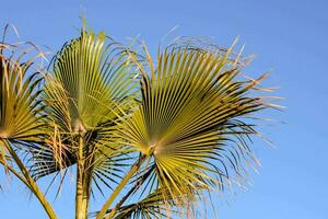 een palm boom met bladeren tegen een blauw lucht foto