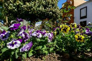 Purper en geel viooltjes in een tuin foto