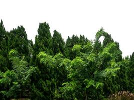 buitenshuis park en schaduwrijk bomen het verstrekken van schaduw Aan een wit achtergrond. foto