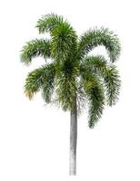 groen palm boom geïsoleerd Aan wit achtergrond met knipsel pad en alpha kanaal. foto