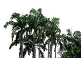 Koninklijk palm boom buitenshuis park Aan een wit achtergrond. foto